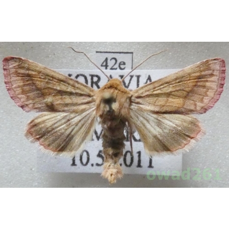 Pyrrhia purpura (Hübner, 1817) Czech42e